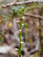 Imagem de Prasophyllum brevilabre (Lindl.) Hook. fil.