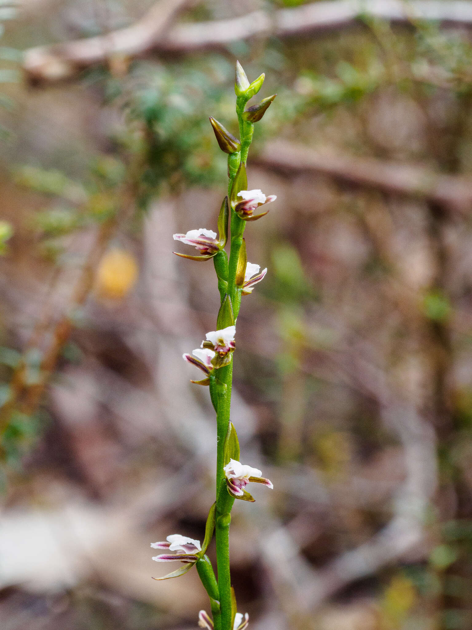 Imagem de Prasophyllum brevilabre (Lindl.) Hook. fil.