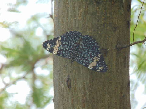 Image of Hamadryas amphinome mexicana Lucas 1853