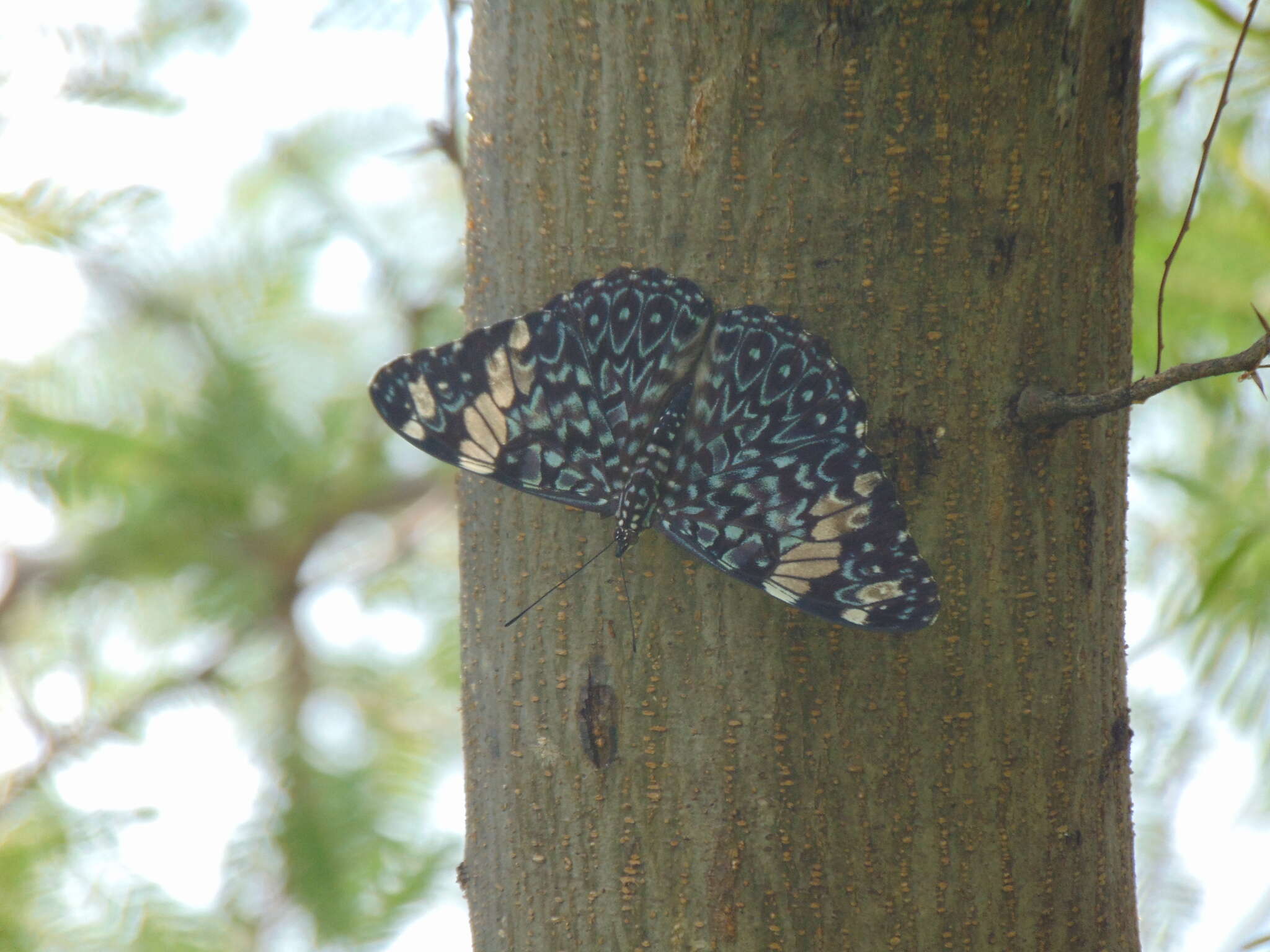 صورة Hamadryas amphinome mexicana Lucas 1853