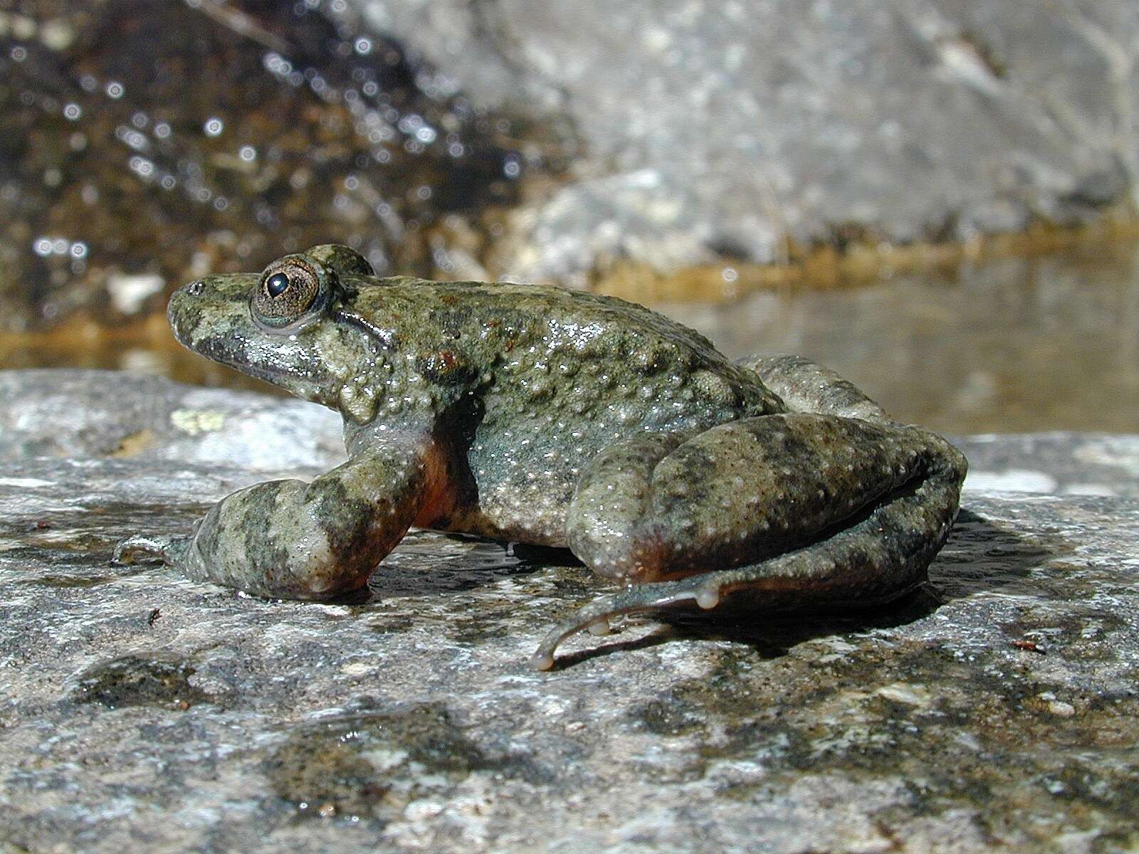 Image of Corsican Painted Frog