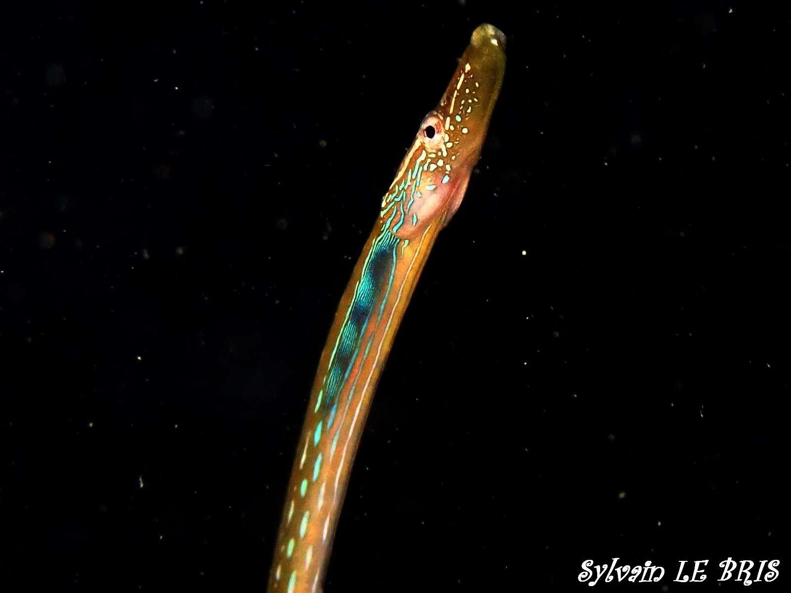 Image de Nérophis Ophidion