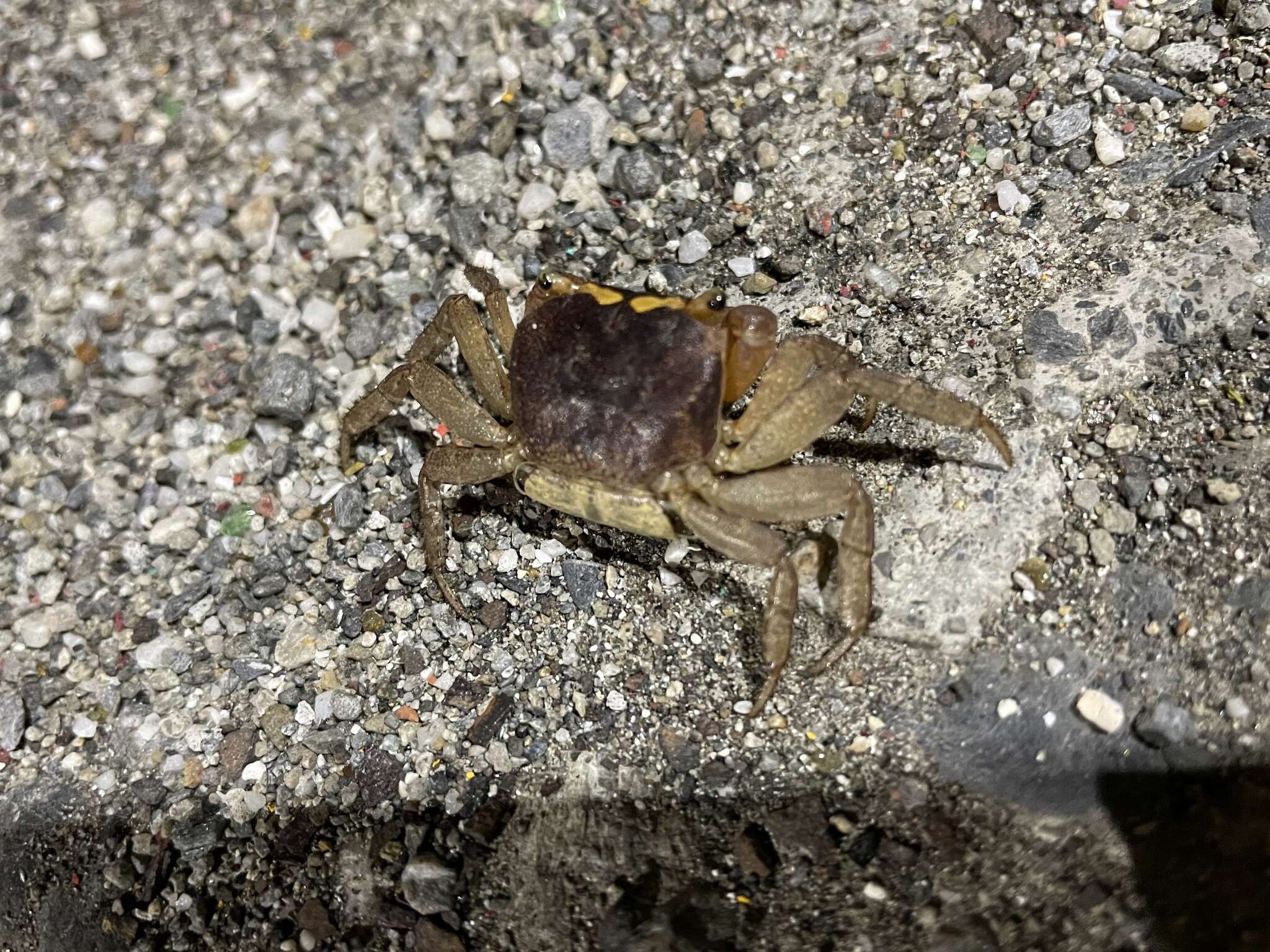 Image of apple crab