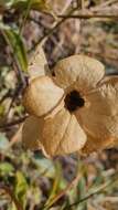 Image of Salvia multicaulis Vahl