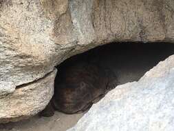 Image of Sonoran desert tortoise