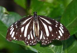 Image de Danaus (Anosia) melanippus subsp. edmondii Bougaunville 1837