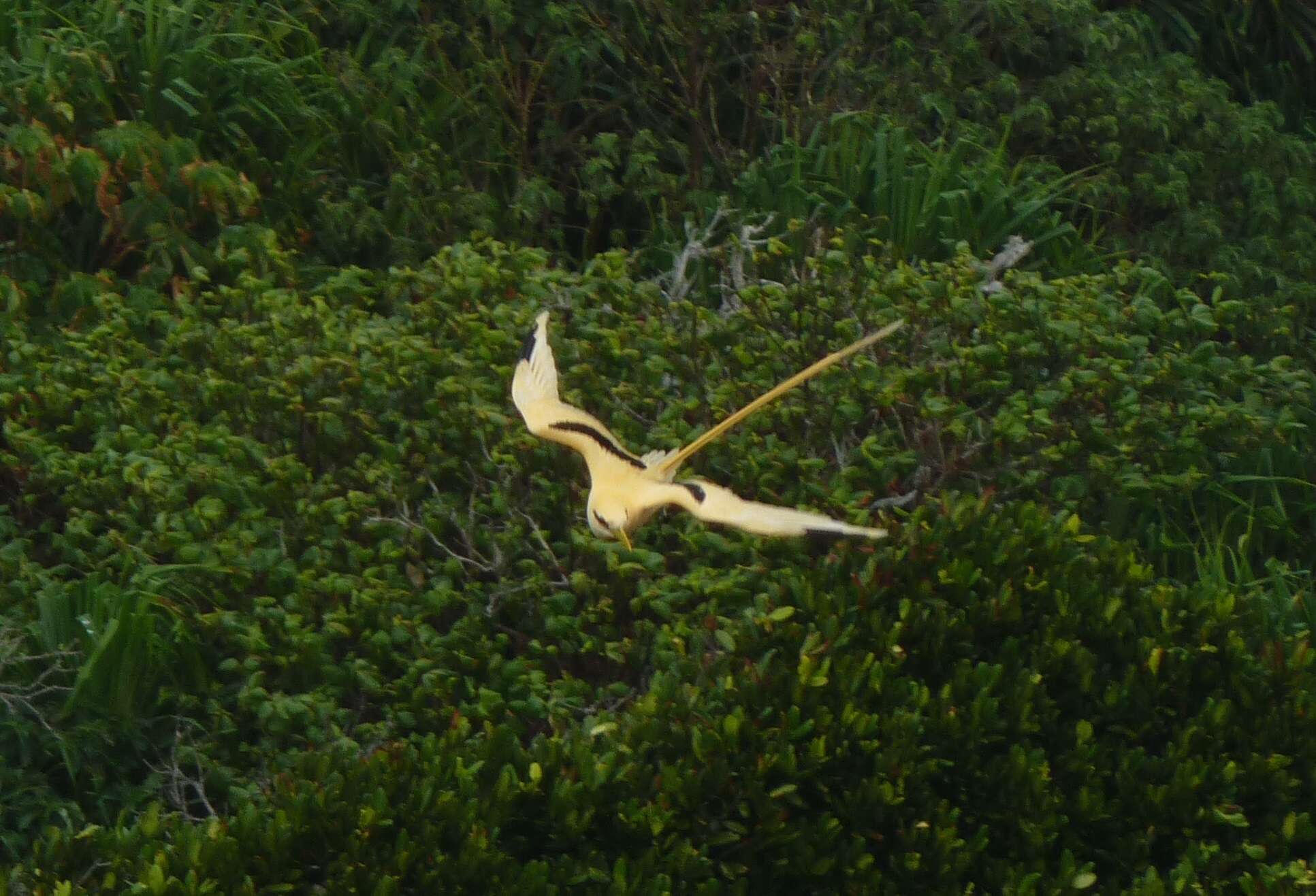 Image of golden bosunbird