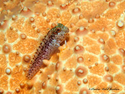 Image of Seaweed Blenny