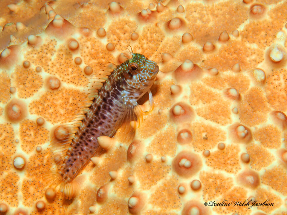 Image of Seaweed Blenny