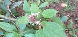 Miconia anisotricha (Schltdl.) Triana的圖片