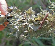 Image of Arnold's parmotrema lichen