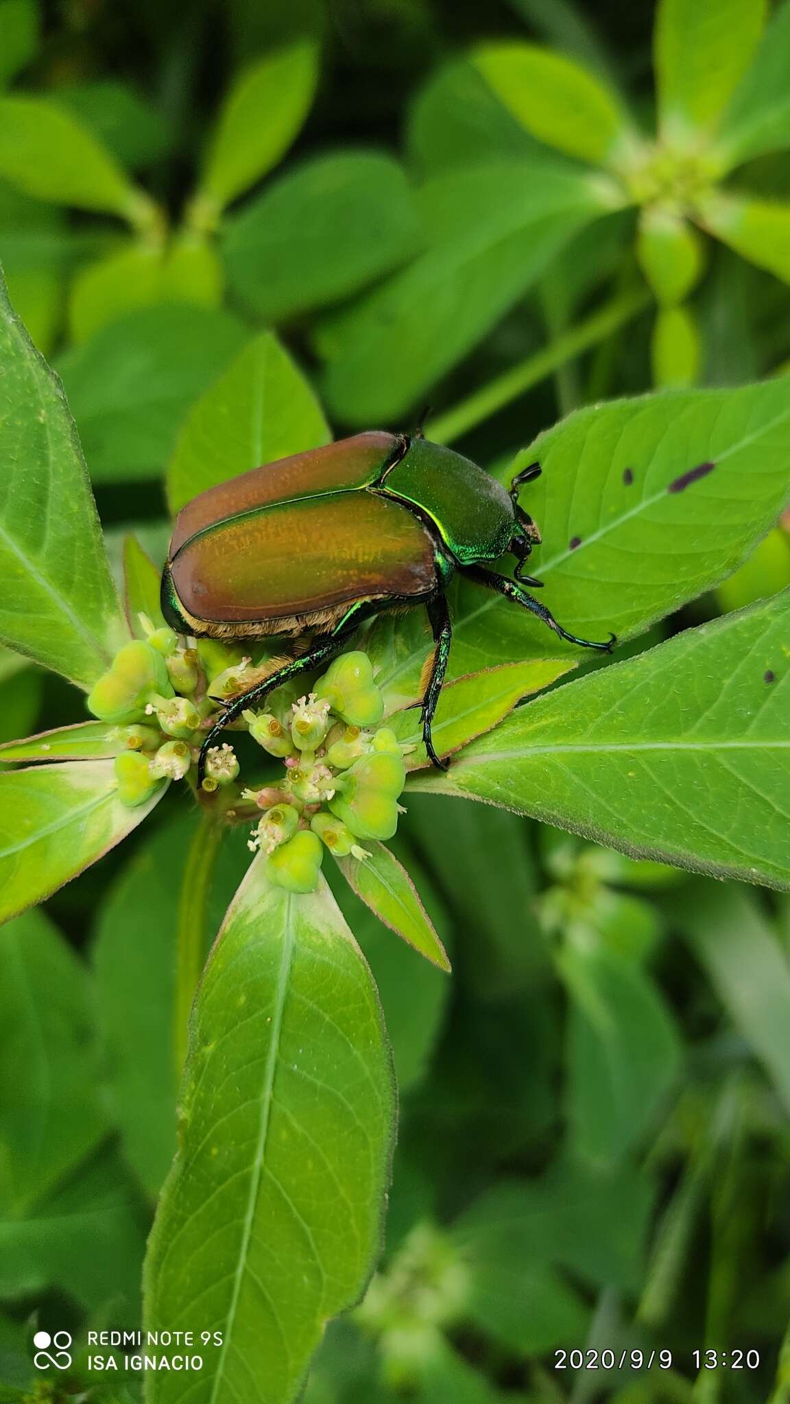 Image of Cotinis laticornis Bates 1889