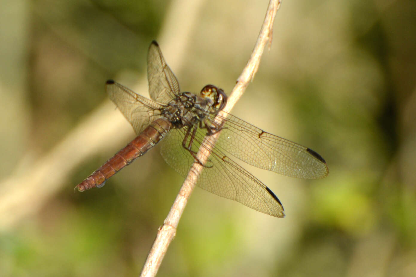 Слика од Orthemis nodiplaga Karsch 1891