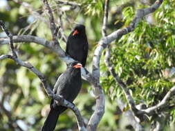 Image of Black Nunbird