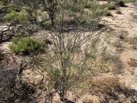 صورة Eremophila oppositifolia R. Br.