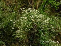 Image of Clematis parviloba Gardn. & Champ.