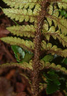 Image de Polystichum wawranum (Szyszyl.) Perrie