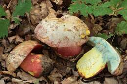 Image of ruddy bolete