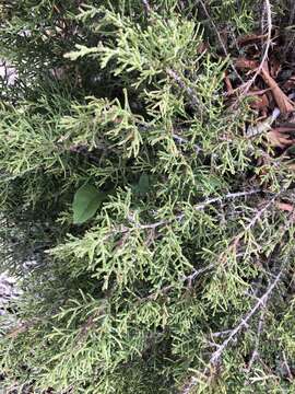 Image of Pinchot's juniper