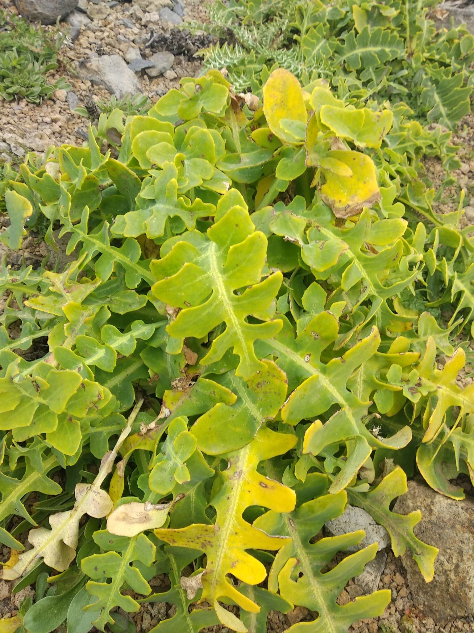 Image of Sonchus latifolius (Lowe) R. Jardim & M. Seq.