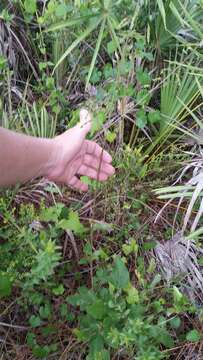 Image of Florida ticktrefoil