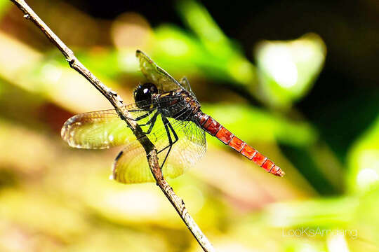 Image of Lyriothemis cleis Brauer 1868