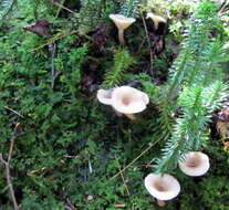 Image of Lactarius cinereus Peck 1872