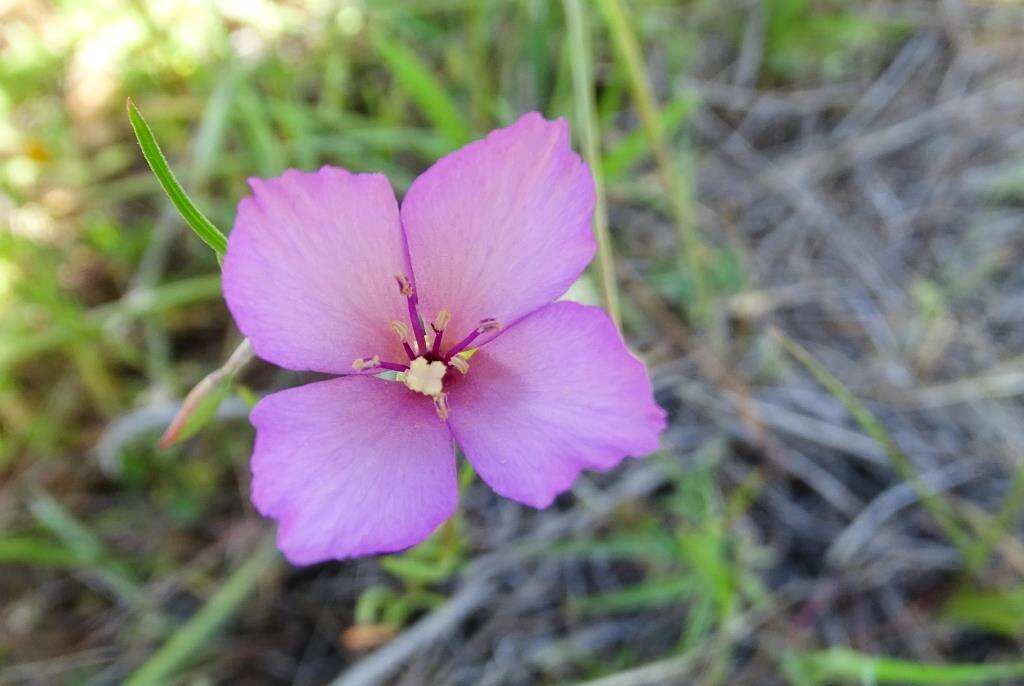 Imagem de Clarkia gracilis (Piper) A. Nels. & J. F. Macbr.