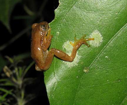 Image of Pickersgill's Banana Frog