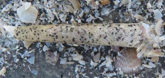 Image of trumpet worm