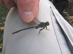 Image of Elusive Clubtail