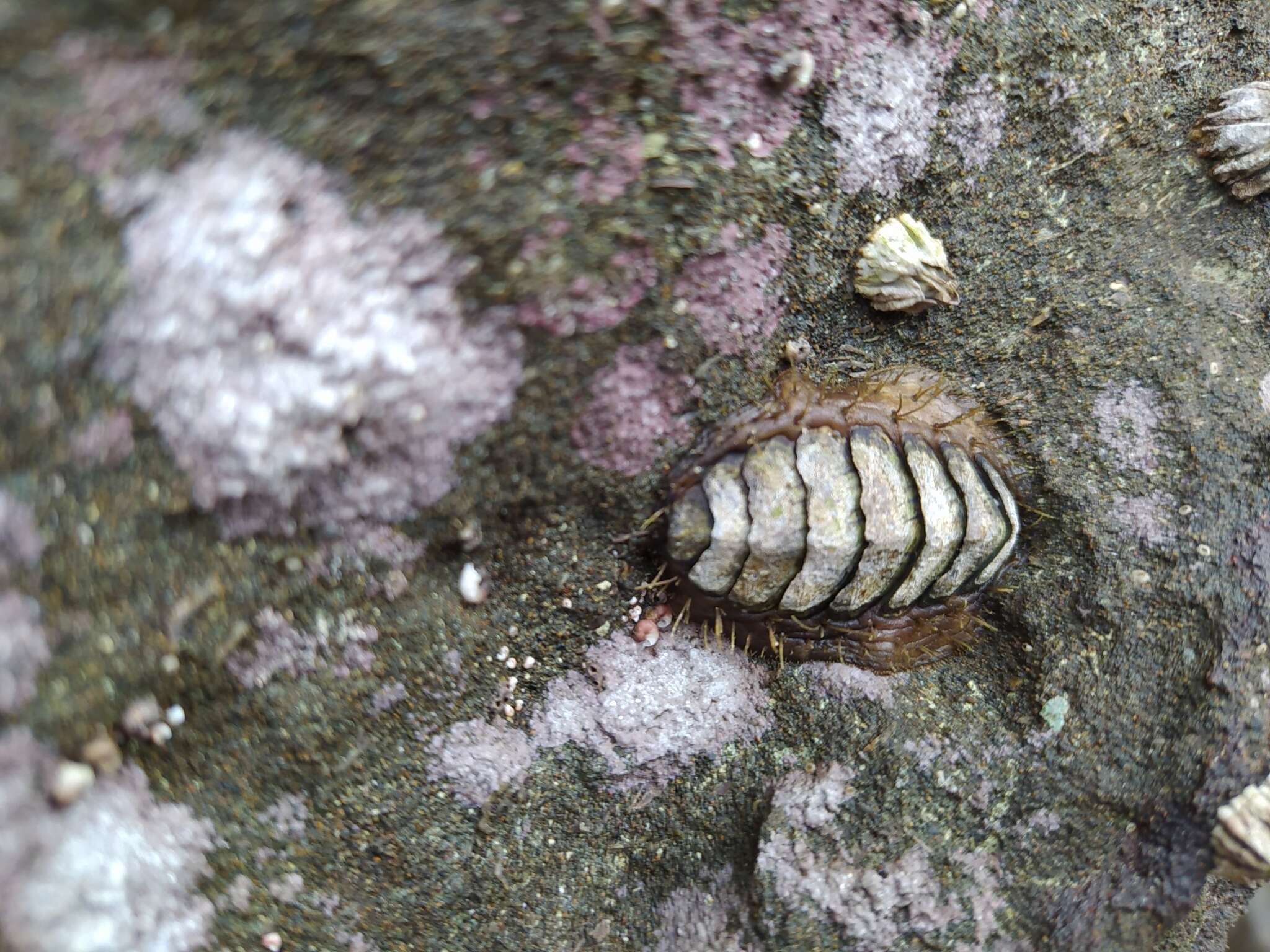 Image of Plaxiphora aurata (Spalowsky 1795)