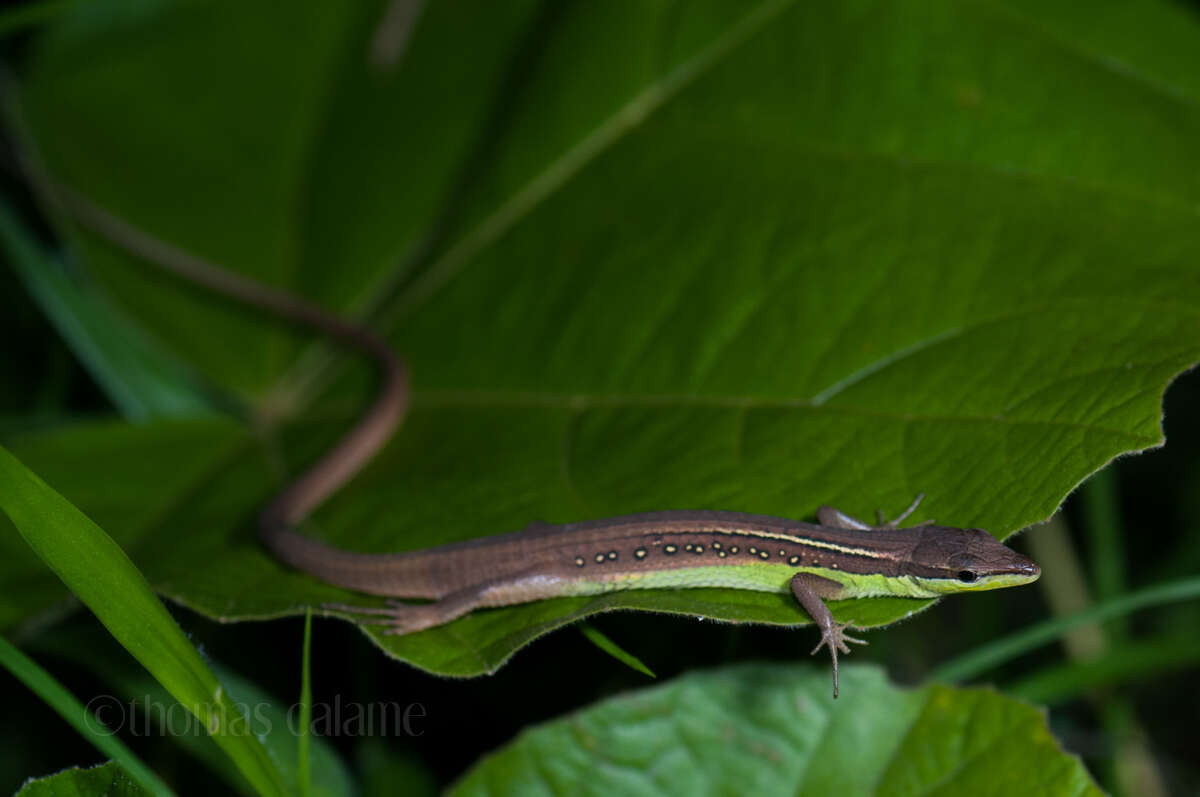 Takydromus sexlineatus ocellatus Cuvier 1829的圖片