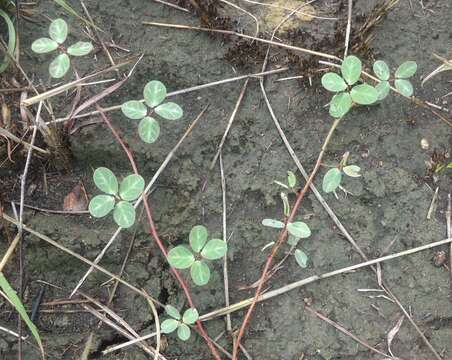 Chamaecrista hispidula (Vahl) H. S. Irwin & Barneby resmi