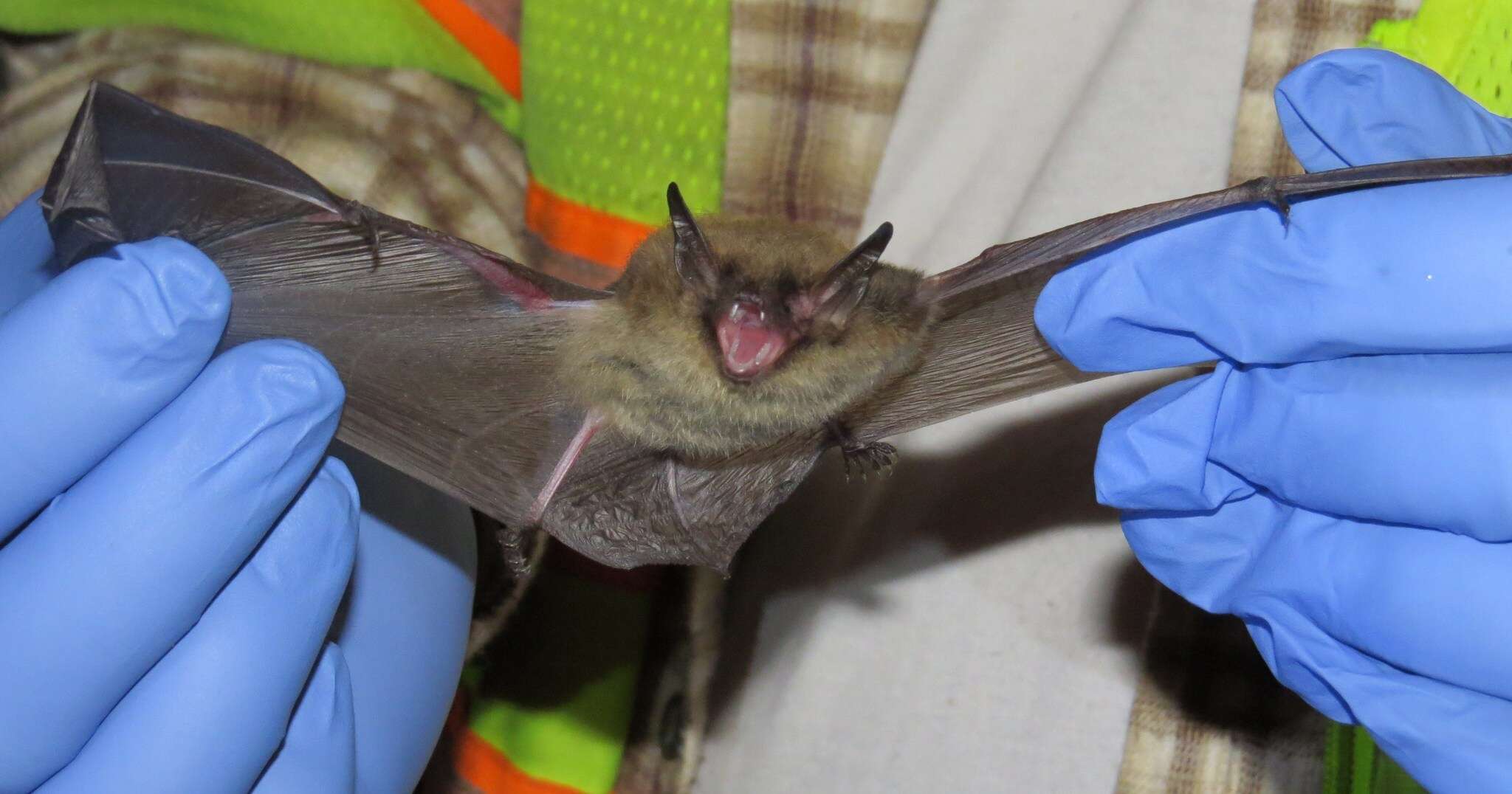 Image of Northern Long-Eared Bat