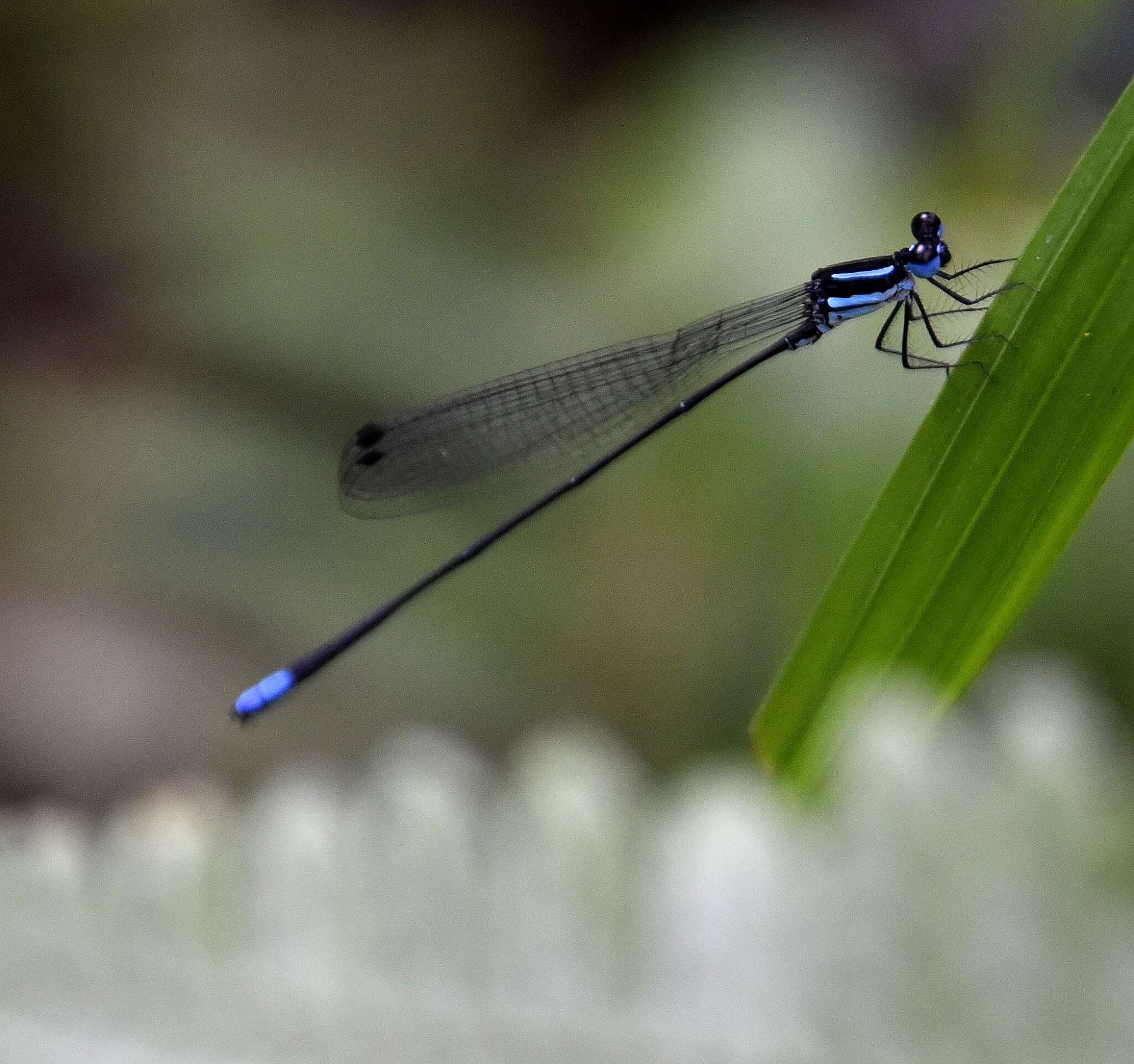 Image of Melanoneura bilineata Fraser 1922