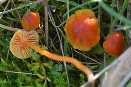 Image of Hygrocybe mucronella (Fr.) P. Karst. 1879