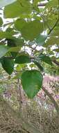 Erythrina fusca Lour. resmi