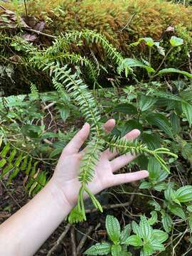 Image of daggerleaf clubmoss