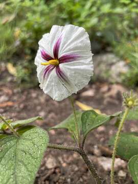 Image de Lycianthes acapulcensis (Baill.) W. G. D' Arcy