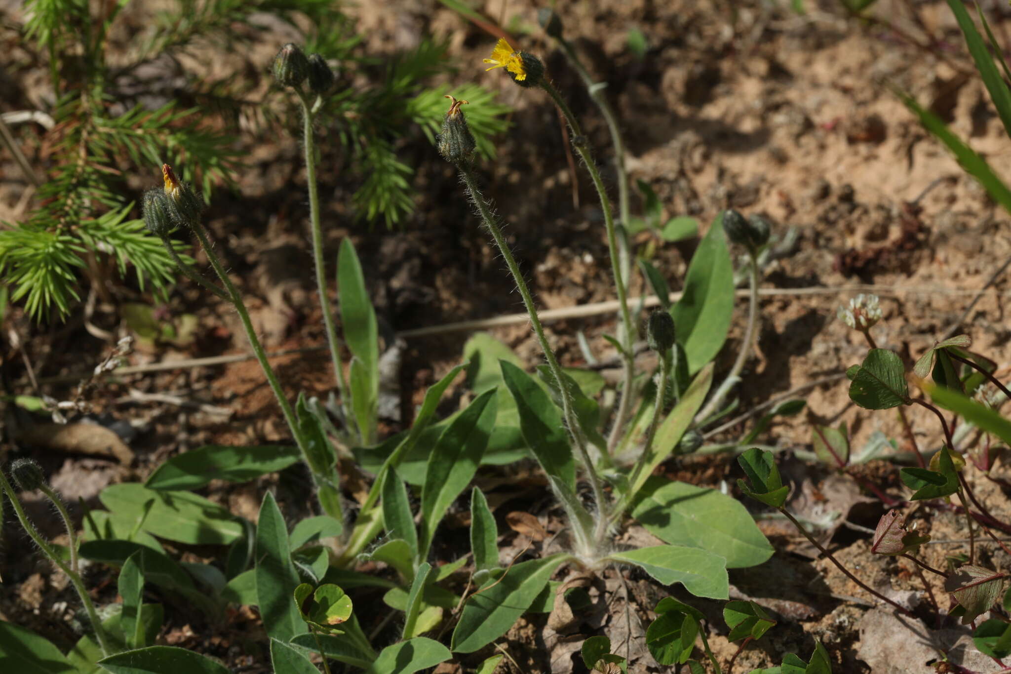 Imagem de Pilosella schultesii (Sch. Bip.) Sch. Bip. & Sch. Bip. ex H. P. Fuchs-Eckert