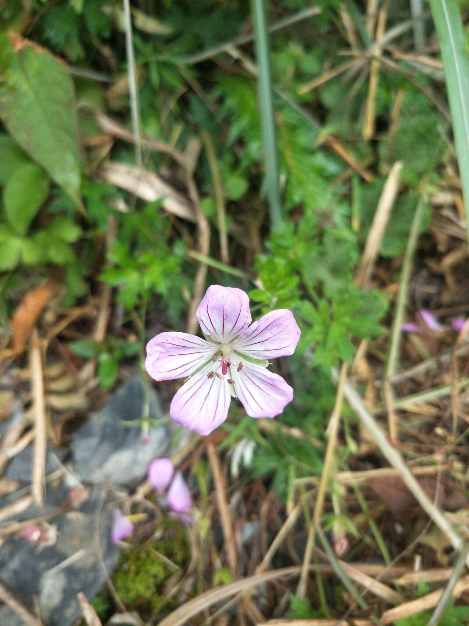 Image of Geranium hayatanum Ohwi