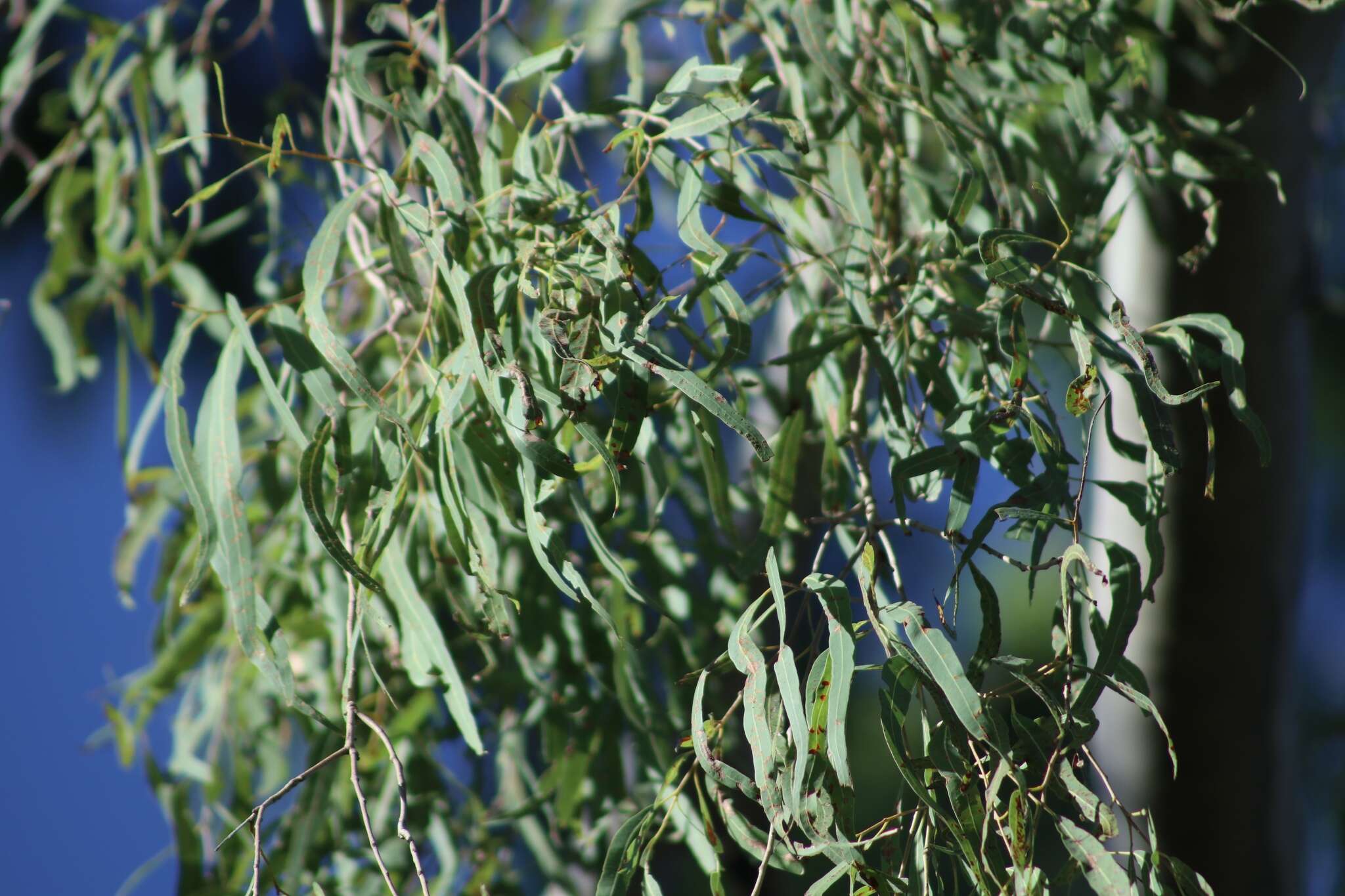 Image of Corymbia tessellaris (F. Müll.) K. D. Hill & L. A. S. Johnson