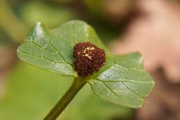 Uromyces ficariae (Schumach.) Lév. 1860 resmi