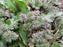 Image of Lamium amplexicaule var. orientale (Pacz.) Mennema