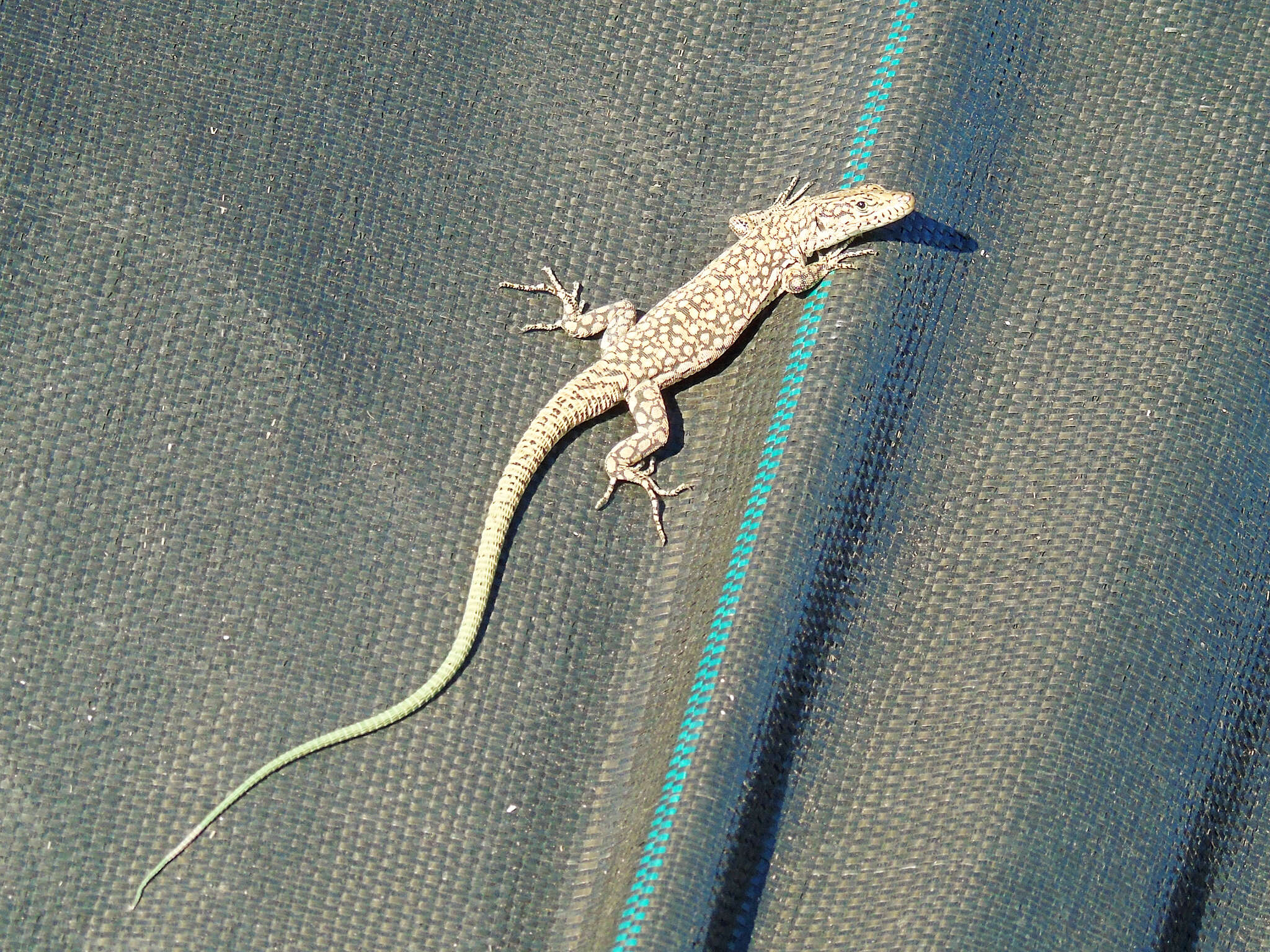 Image of Anatolian Lizard