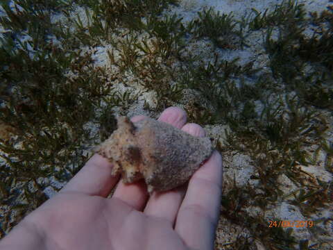 Image of West Indian fighting conch