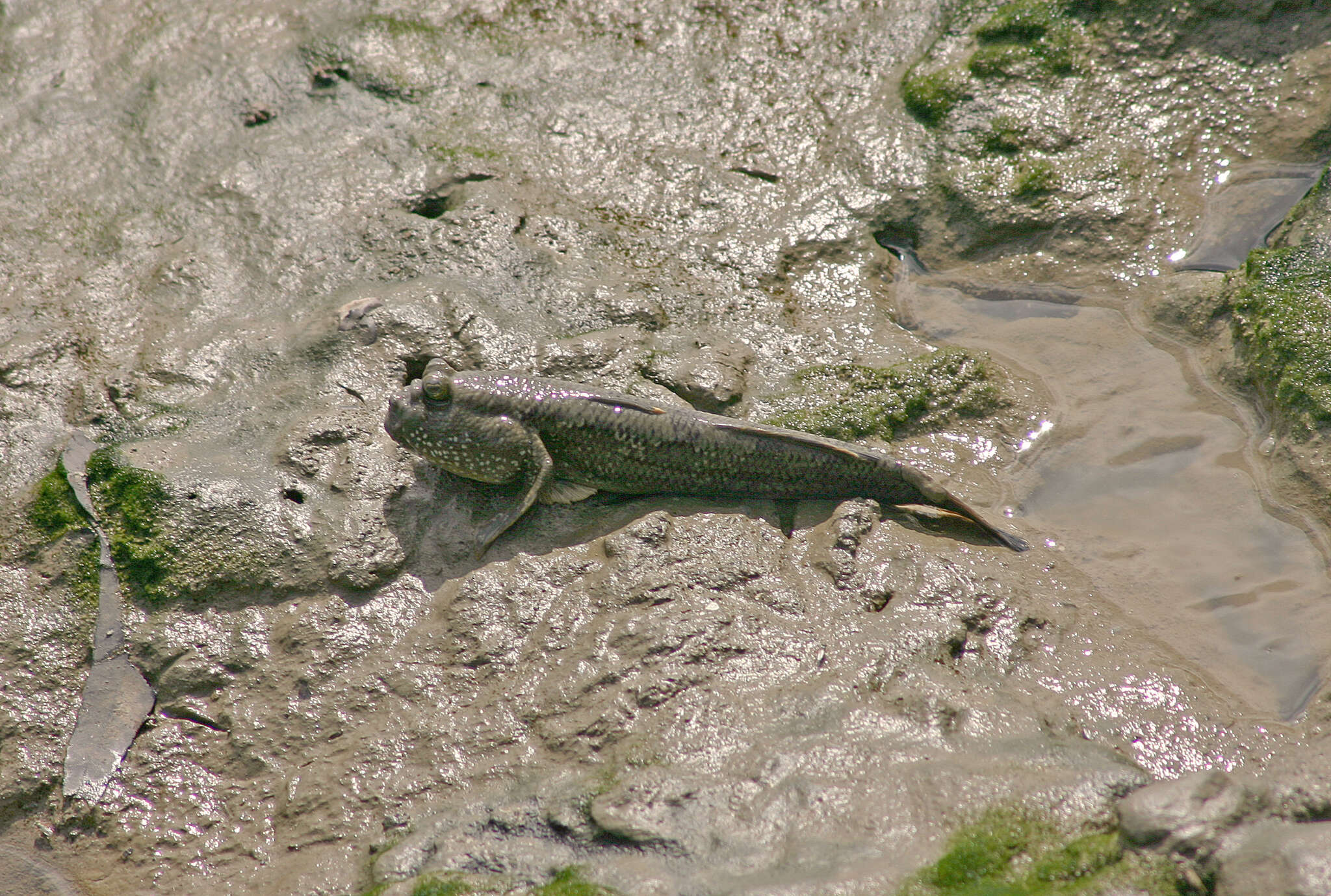 Слика од Periophthalmodon freycineti (Quoy & Gaimard 1824)