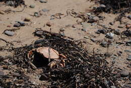 Image of Atlantic Rock Crab