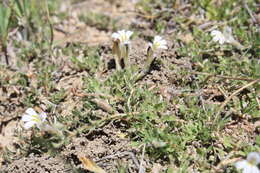 Image of Lobelia thermalis Thunb.